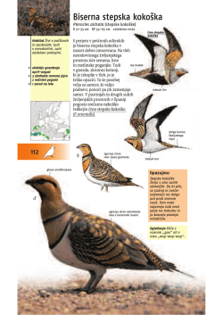 vsebina/Kateri ptič je to - vzorčne strani.pdf