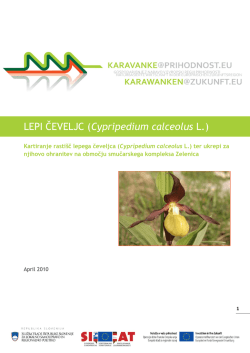 LEPI ČEVELJC (Cypripedium calceolus L.)