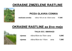 OKRASNE ZIMZELENE RASTLINE OKRASNE RASTLINE za živo