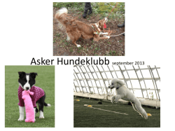 AHK Pres sep 2013 - Asker Hundeklubb