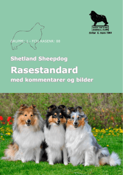 Rasestandard - Norsk Shetland Sheepdog Klubb