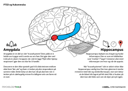 Amygdala Hippocampus PTSD og Hukommelse