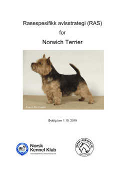 Norwich Terrier - Norsk Terrier Klub