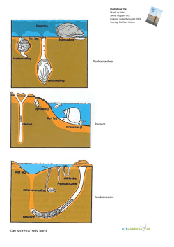 Det store ta` selv bord Planktonædere Mudderædere