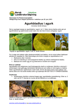 uke 27 2013 Agurkbladlus i agurk 2013.pdf