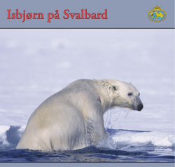 Isbjørn på Svalbard