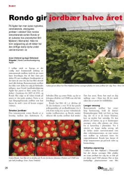 Rondo gir jordbær halve året - Norsk Landbruksrådgiving Agder
