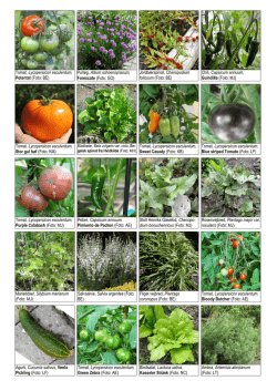 Tomat, Lycopersicon esculentum, Potentat (Foto: BE) Purløg, Allium