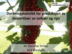 Dyrkningsteknikk for produksjon av dessertbær av solbær og rips