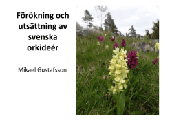 Odling och utsättning av svenska orkidéer