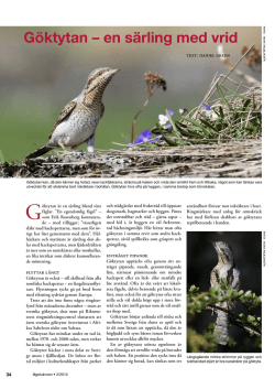 Göktyta/Eurasian Wryneck - Fågelvännen nr 2/2012