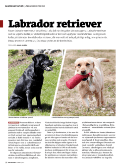 Labrador retriever - Kennel High Dreams