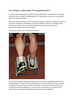 Hur viktig är vadmuskeln för toppidrottaren.pdf