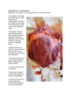 Dissektion av grishjärta.