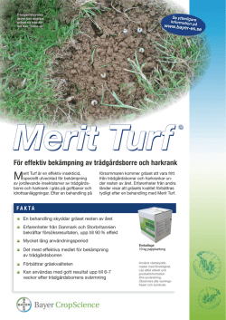 Merit Turf