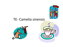 TE- Camelia sinensis