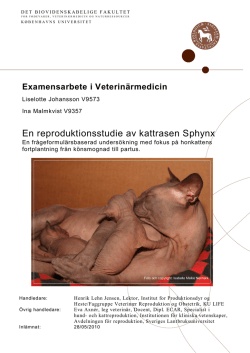 En reproduktionsstudie av kattrasen Sphynx