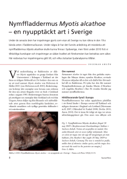 Nymffladdermus Myotis alcathoe – en nyupptäckt art i Sverige