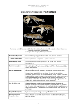 Grandidierella japonic - Främmande arter i svenska hav