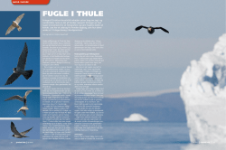 FUGLE I THULE - High Arctic Institute