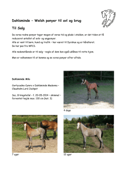 Salgsliste 2014.pdf - Welsh Pony & Cob Avlen i Danmark