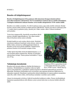 Bonobo eli kääpiösimpanssi - Suomen YK