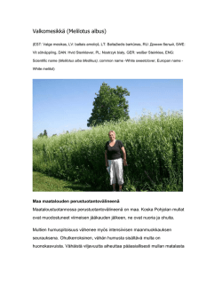 Valkomesikkä (Melilotus albus) PDF versio
