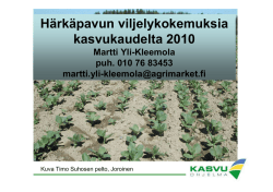Härkäpavun viljelykokemuksia kasvukaudelta 2010, Martti Yli