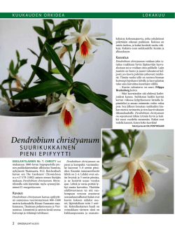 Dendrobium christyanum - Suomen Orkideayhdistys ry