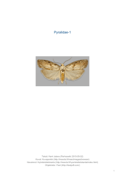 Pyralidae-1