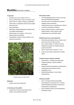 Mustikka(Vaccinium myrtillus)