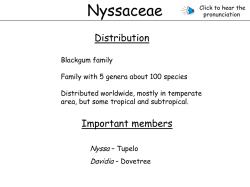 Nyssaceae