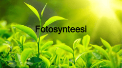 Lataa: Fotosynteesi