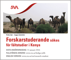 Forskarstuderande söks för fältstudier i Kenya, SVA
