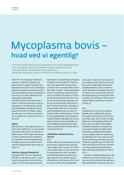 Mycoplasma bovis –