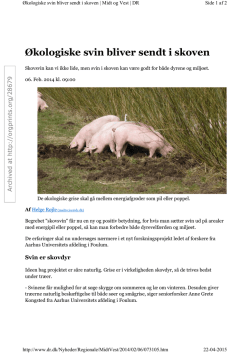 Økologiske svin bliver sendt i skoven