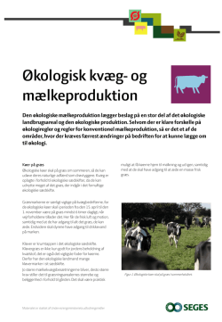 Økologisk kvæg- og mælkeproduktion