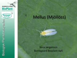 Mellus (Mjöllöss) - Biobasiq Sverige AB