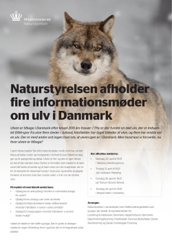 Naturstyrelsen afholder fire informationsmøder om ulv i Danmark