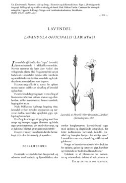 Lavendel – Lavandula officinalis (Labiatae)