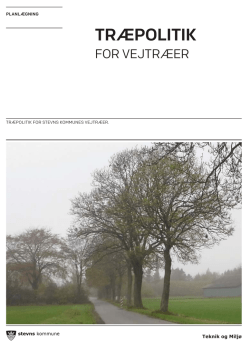 Træpolitik for Stevns Kommunes vejtræer