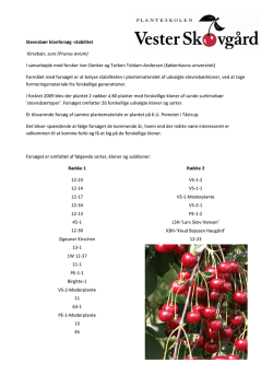 Stevnsbær klonforsøg -stabilitet Kirsebær, sure (Prunus avium) I