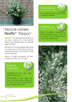 Deutzia crenata `Dippon`