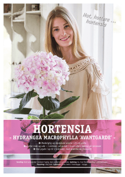 hortensia