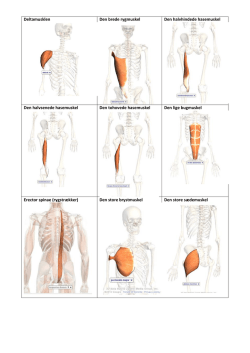 Billeder af centrale muskler