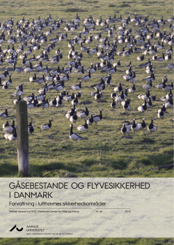 Gåsebestande og flyvesikkerhed i Danmark