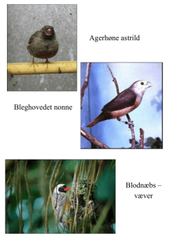 Småfugle alfabetisk 1