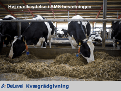 Kvægrådgivning Høj mælkeydelse i AMS besætningen