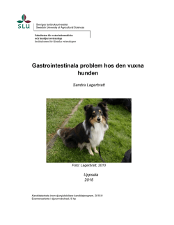 Gastrointestinala problem hos den vuxna hunden