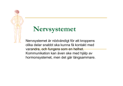 Nervsystemet